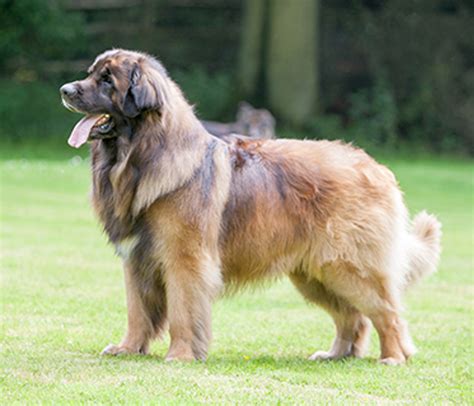 Leonberger Black Atelier Yuwaciaojp