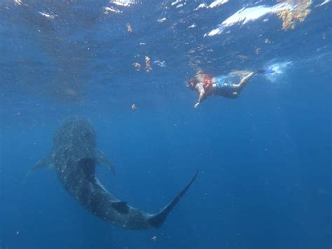 Cancun Whale Shark Snorkeling Adventure Tour