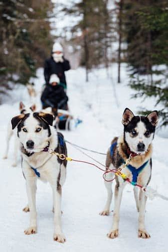 Photos randonnées en chien de traineau Aventures Nouvelle France