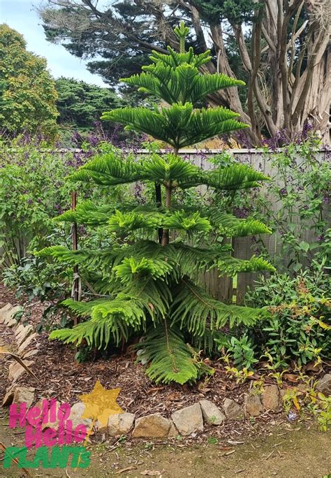 Araucaria Norfolk Island Pine 300L Hello Hello Plants