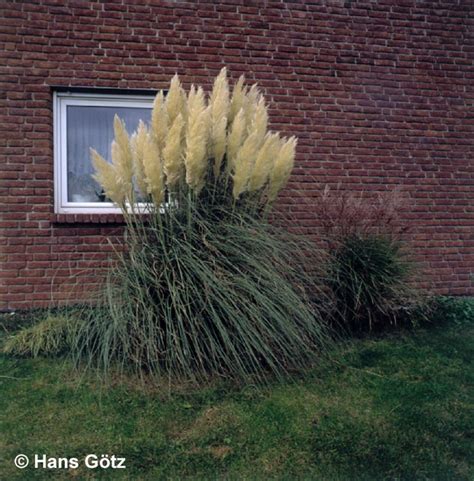 Cortaderia selloana Pumila Kleines Pampasgras Häußermann Stauden