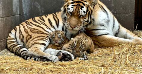 Minnesota Zoo welcomes two Amur tiger cubs - Bring Me The News