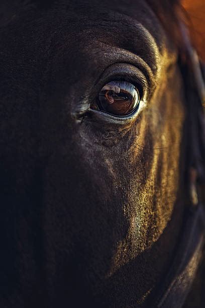 Top 60 Scared Horse Stock Photos, Pictures, and Images - iStock