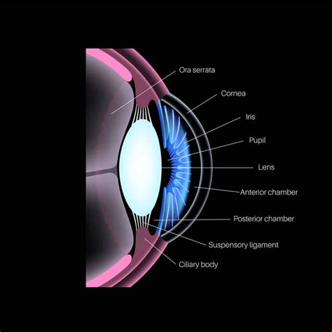 Extraocular Muscles Anatomy Structure Human Eye Infographic Control ...