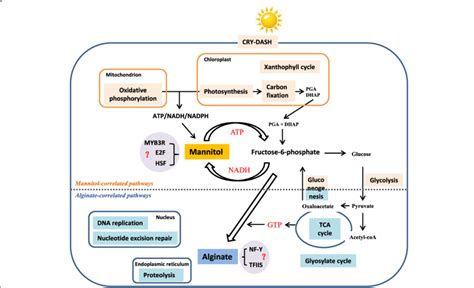 Schematic Representation Of Putative Transcriptional Regulatory Model