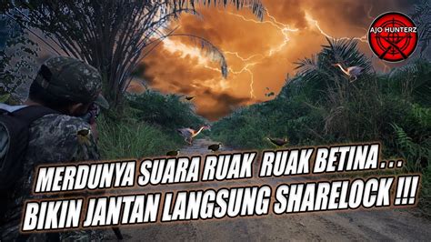 SPOT RAMAH POIN DIJAMIN NAGIH BERBURU BURUNG RUAK RUAK MALAM HARI