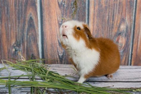 Blumei Cavia Innocenty Pl Hodowla Winek Morskich