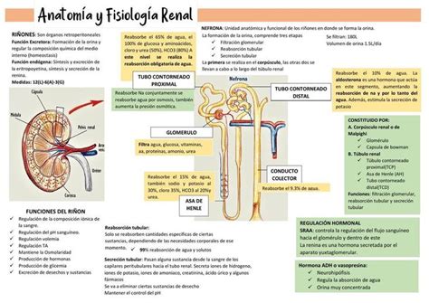 Anatom A Renal Ilustrado Nefrolog A Ilustraci N Medicina Humana