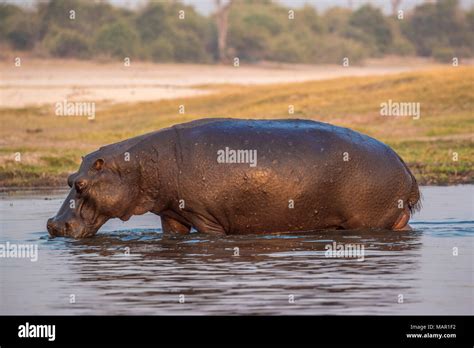 Hippo Hippopotamus Amphibius Chobe River Botswana Africa Stock