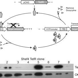 TetR Based Inducible Short Hairpin RNA Interference System A