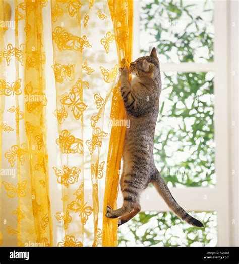 Bad Habit Domestic Cat Climbing At Curtain Stock Photo 13071935 Alamy