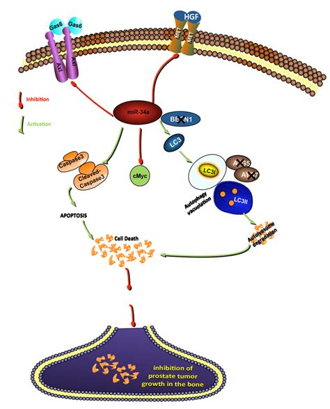 Schematic Representation Of Signaling Pathways By Which Mir 34a