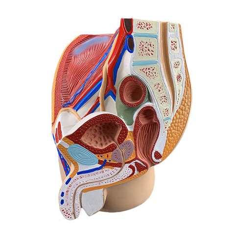 Buy Dadakewin Male And Female Pelvis Anatomical Model Genitourinary