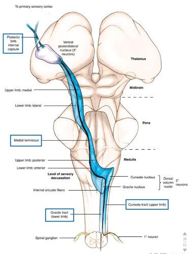 N6posterior Column Medial Lemniscus Pathway Flashcards Quizlet