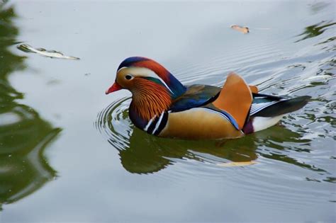 Premium Photo | Mandarin duck swimming in lake