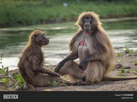 Portrait Monkey Gelada Image & Photo (Free Trial) | Bigstock