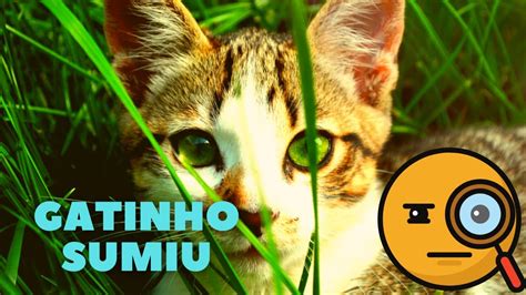 Sons Para Chamar Gato Som Dos Animais Gato Miando Youtube