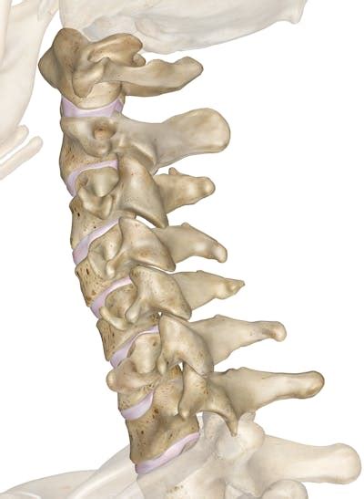 The Cervical Vertebrae: Anatomy and 3D Illustrations