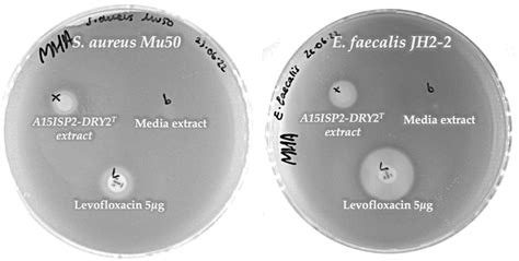 Example Of Antibiotic Activity In Crude Media Extracts Of Streptomyces