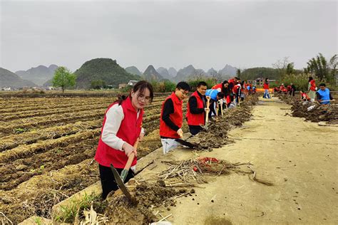 党建引领 阳朔县福利镇跑出春耕“加速度” 新华网