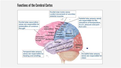 Functions of the Cerebral Cortex by Jennifer Sei on Prezi