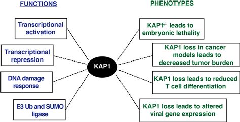 Frontiers Kap Trim Transcriptional Activator And Or Repressor Of