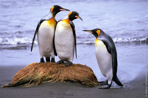 King penguins may be on the move very soon