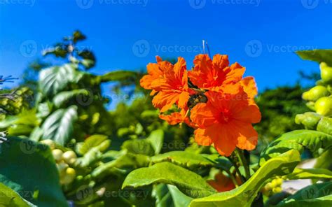 Orange Tree Flower Stock Photos, Images and Backgrounds for Free Download