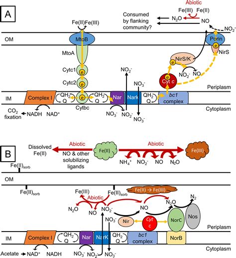 Microbial Anaerobic Fe Ii Oxidation Ecology Mechanisms And