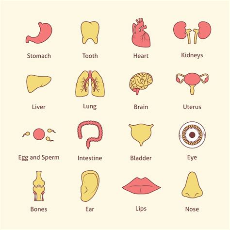 Real Human Body Parts Diagram