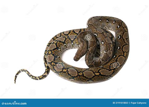 Reticulated Python Snake Stock Photo Image Of Serpent 219101802