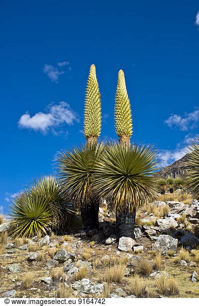 Queen Of The Andes Puya Raimondii Queen Of The Andes Puya Raimondii