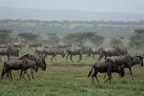 Tanzania - Wildebeest | Reilev