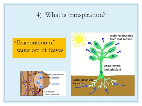 Date December 9 2016 Aim 31 How Are Plants Adapted To Perform