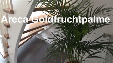 Areca Palme Pflegen Goldfruchtpalme Madagaskar Palme Pflege Tipps