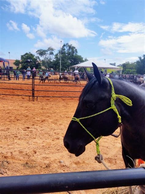 Interior De S O Paulo Recebe Segunda Etapa Da Copa Chbv De Ranch Sorting