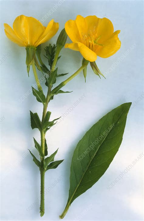 Evening Primrose Leaf And Flowers Stock Image B6400156 Science