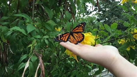 Monarch Butterfly Release Youtube