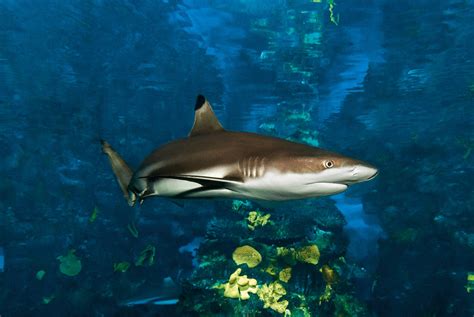 Black Tip Reef Shark L Aquàrium