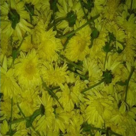 Yellow Sevanthi Flower | Nifa Exports | Exporter in By Pass Road ...