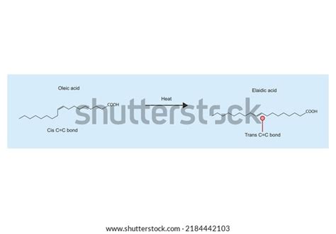 Heating Reaction Oleic Acid Elaidic Acid Immagine Vettoriale Stock