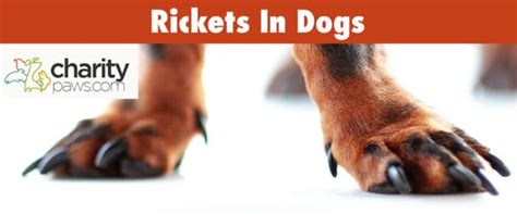 Rickets In Dogs | What Is It, Causes, Symptoms, & Treatment