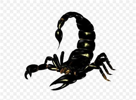 Emperor Scorpion Clip Art, PNG, 647x607px, Scorpion, Arthropod, Best ...