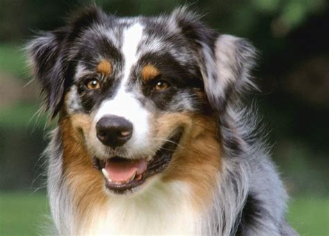 Australian Shepherd dog face photo and wallpaper. Beautiful Australian ...