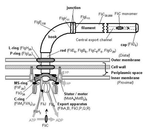 Schematic Diagram Of A Typical Bacterial Flagellum Shown In