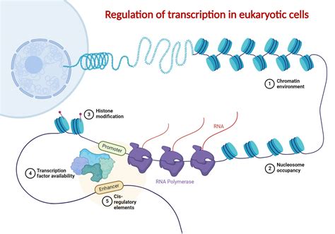 Eukaryotic Transcription Enzymes Features Steps Uses