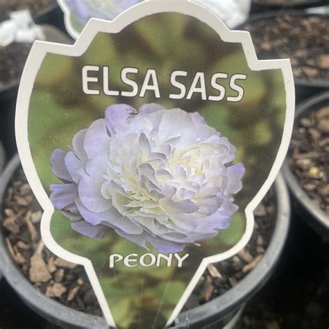 Peony Paeonia Elsa Sass L Lushingtons