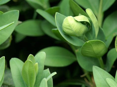 Boxwood Psyllid Images | University of Maryland Extension