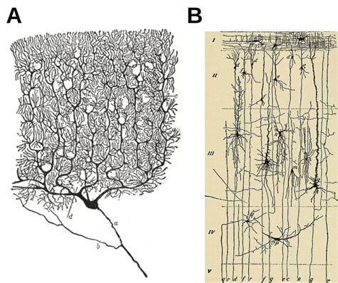 Similarities Between Purkinje Cells Cerebellum And Pyramidal Cells