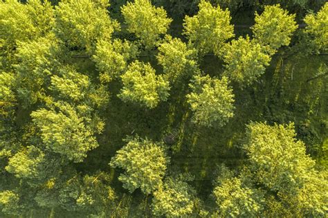 plant  tree    climate trees